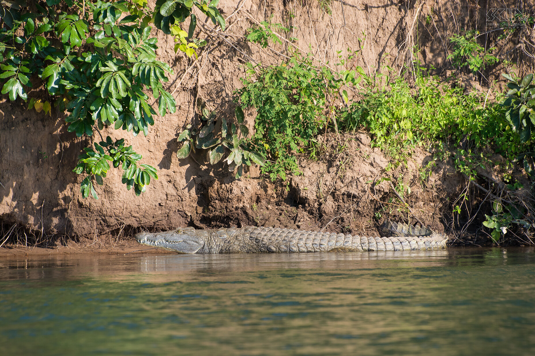 Lower Zambezi - Krokodil  Stefan Cruysberghs